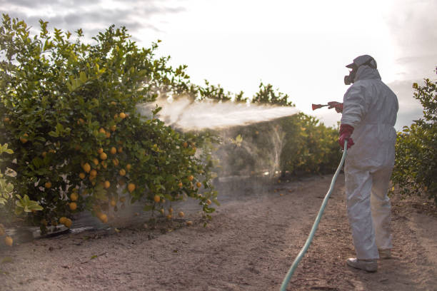 Best Spider Control Near Me  in Norco, LA