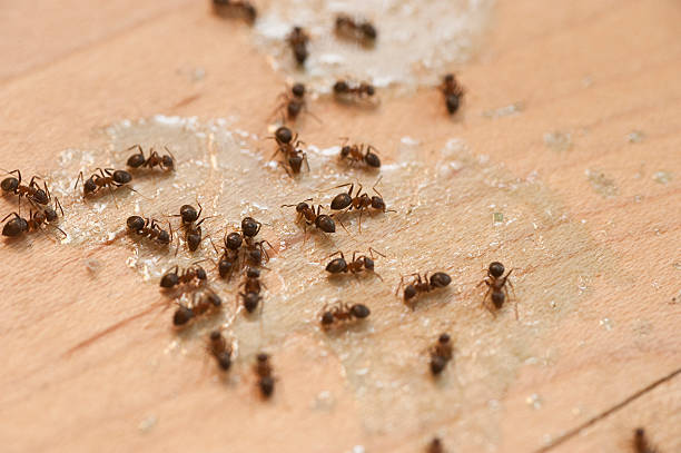 Best Affordable Pest Control Services  in Norco, LA
