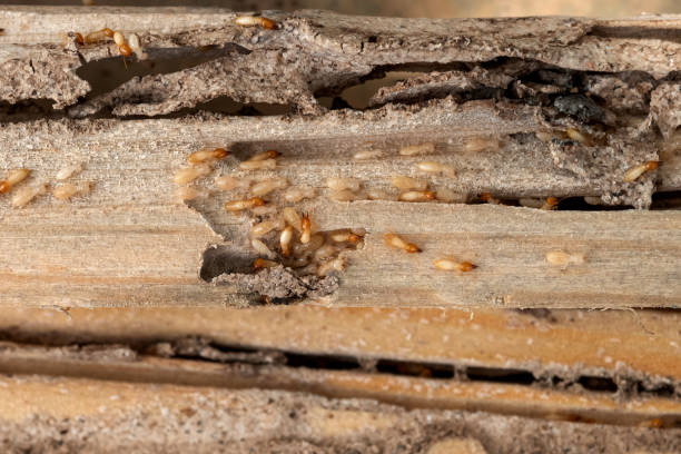 Best Affordable Pest Control Services  in Norco, LA